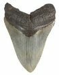 Fossil Megalodon Tooth - South Carolina #47485-2